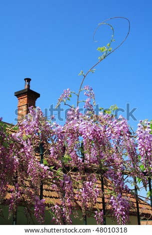 Village house roof and fence with blooming flowers