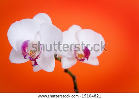 Beautiful white orchid isolated on red background