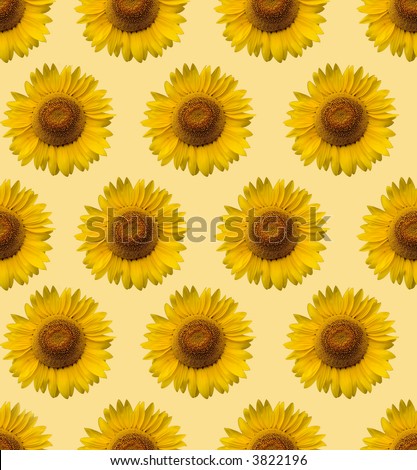 stock photo : sunflower wallpaper