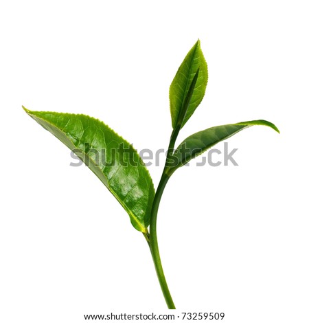 Tea Leaf Design