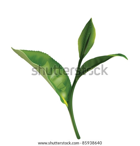 vector tea leaves