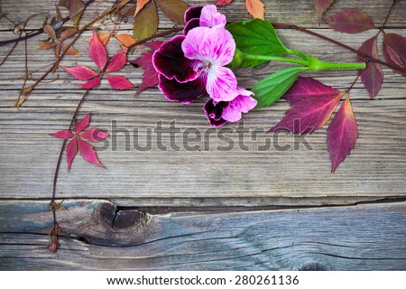 still life with pelargonium flower and herbarium on a background of aged board wall