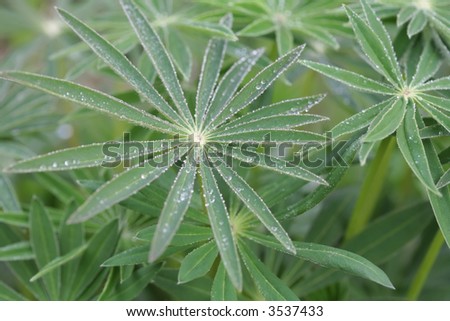 Green Stars in Dewdrop, Small Depth to Sharpness