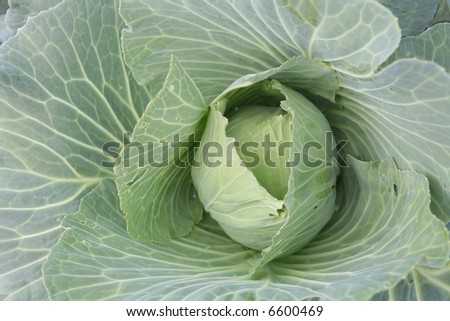 Plant, Cabbage on Vegetable garden, Small Head of cabbage