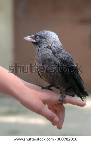 Small crow is sitting on the girl\'s hand. He is not tamed but injured