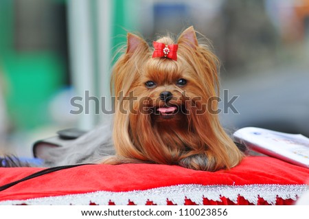 Yorkshire terrier show class lying on red pillow and looking at camera