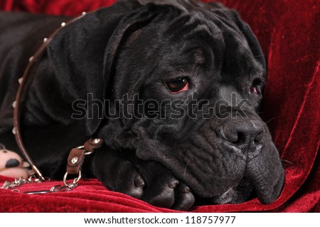 Black cane corso four month puppy portrait closeup lying on red velvet background.