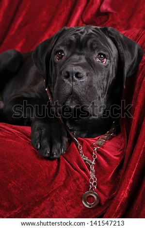 Cane corso four month puppy portrait looking at camera