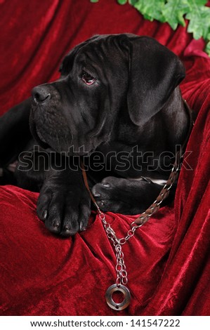 Profile of cane corso puppy black color four month
