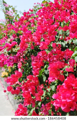 Beautiful pink flower fence