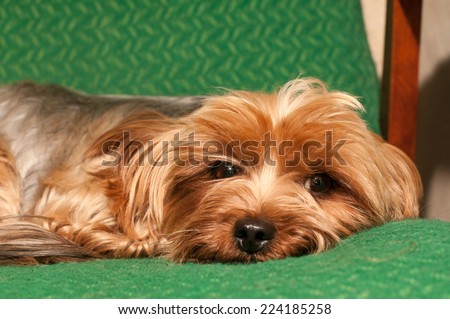 Lap dog portrait liying on green armchair and looking at camera