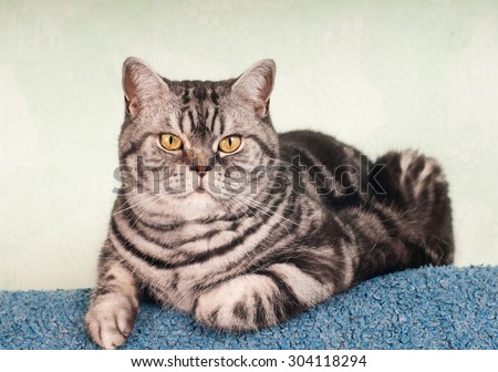 Full body portrait of big male american shorthair cat looking at camera. He is lying on blue sofa.