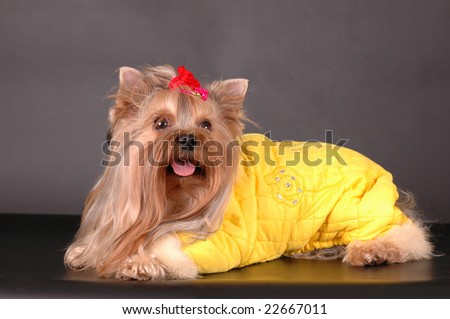 Lying dog in yellow overall  isolated on black
