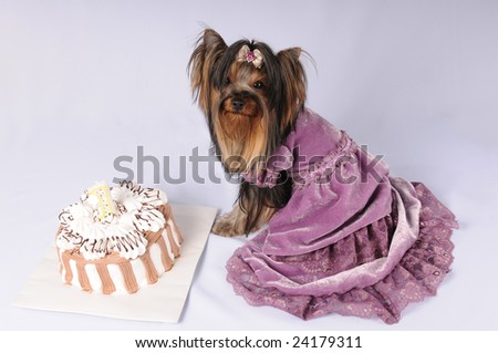 Toy dog in purple dress with birthday cake