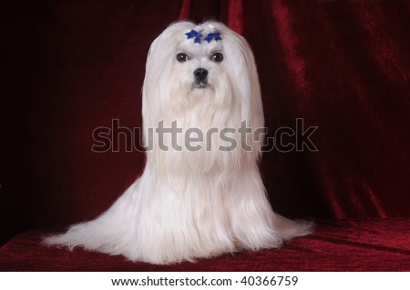 Mod The Sims - Maltese with long hairstyle x 2.