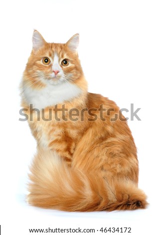 Fluffy mixed breed cat sits isolated on white. White chest and big tail looks very nice.