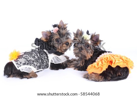 Dressed up puppies