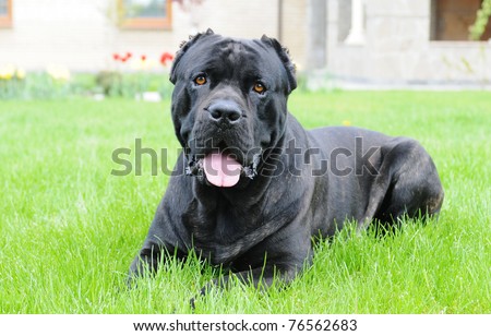 Big black guard dog lying on green grass near it\'s house