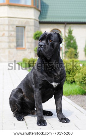 Big black guarding dog sitting an looking aside in yard of villa