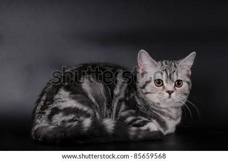 Scottish streght cat portrait on black background. It has stripped color and orange big round eyes.