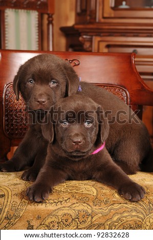 Portrait of chocolate labrador puppy sits on the willow chair with bunch of flowers and looking at camera