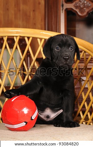 Portrait of young football player! Cute black labrador puppy with red ball sits on the chair.