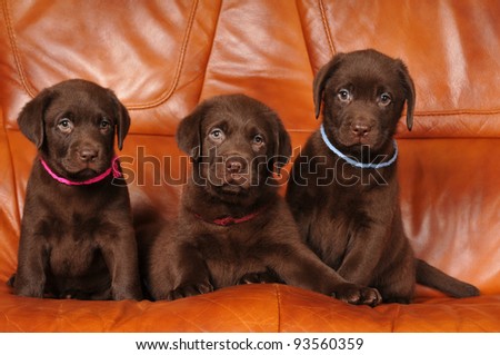 Three cute chocolate labrador puppies sitting on leather sofa and looking at camera