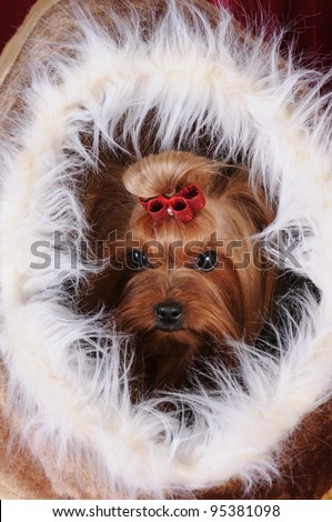 Yorkshire terrier in a white fur soft pet house