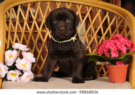 Puppy sits on the chair with flowers and looking at camera