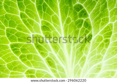 Fresh lettuce leaf closeup. Food background