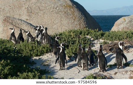 African penguin at Boulders Beach, Simonstown, Cape Town, Western Cape, South Africa