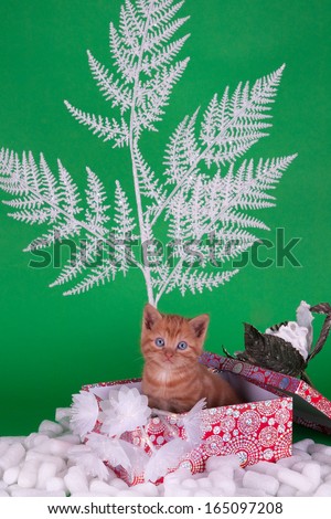 Cute ginger kitten in present box, Christmas style