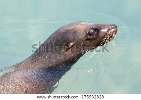 Profile of a swimming sea lion, in the clear ocean of the Island Santa Cruz (Galapagos, Ecuador)
