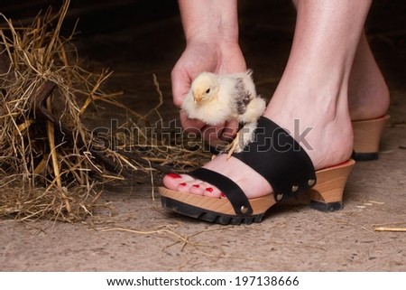 Little chicken in human hand putting foot on modern Dutch (Fryskes) clog