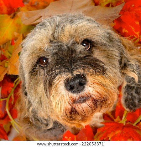 Dog\'s face, looking up, surrounded by autumn leaves (Square image, 1x1)