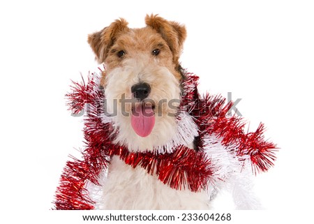 Portrait of a Fox Terrier wearing Christmas garlands, isolated on white