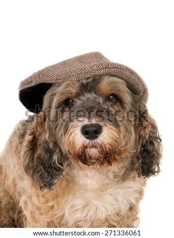Dog wearing a hat, white background. This dog appeared as Harley in the Dutch movie series \'Mees Kees\'.