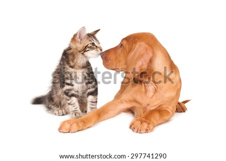 Cat and dog making nose to nose contact. Isolated on white