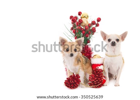 Long haired and short haired Chihuahua dogs with Christmas decorations, isolated on white
