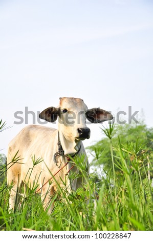 White cow on the field plants in country of Thailand