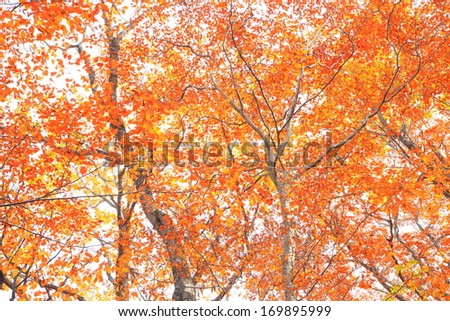 Autumn forest, Red leaves background, Aomori, Japan