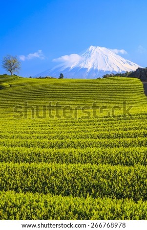 Japanese green tea plantation and Mt. Fuji, Shizuoka, Japan