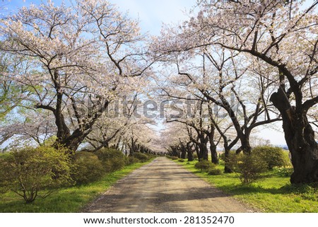 Cherry blossoms bloom path of Kitakami Tenshochi, Iwate, Japan
