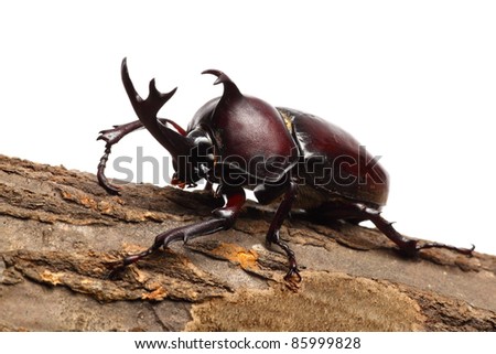 japanese rhino beetle