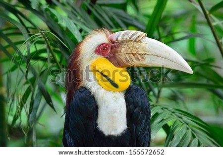 Wreathed Hornbill (Aceros Undulatus)