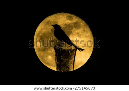 Silhouette Bird Standing On Stump With  Full Moon Night
