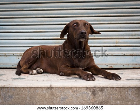 Alert dog rests on an empty shop verandah in Nepal