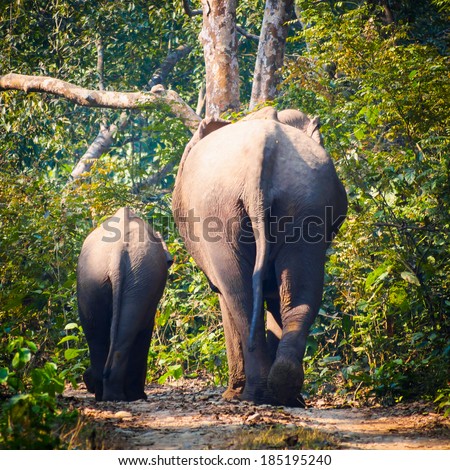Wild elephants (from herd of about 17) walk along a track in Bardia National Park, Nepal