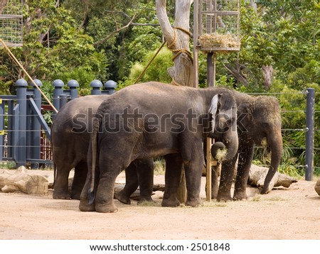 Three Asian Elephants in Zoo Feeding on Straw