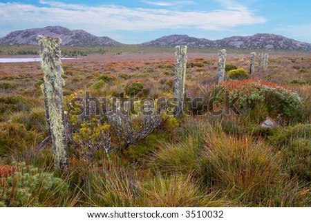 Old fence posts amid heath on alpine plateau in Tasmania, Australia